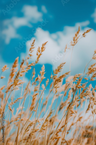 **the grass is growing against a blue sky, in the style of dark gray and bronze, exotic flora and fauna, voigtlander bessa r2m, dreamy and romantic compositions, light gray and dark amber, gongbi, nat photo