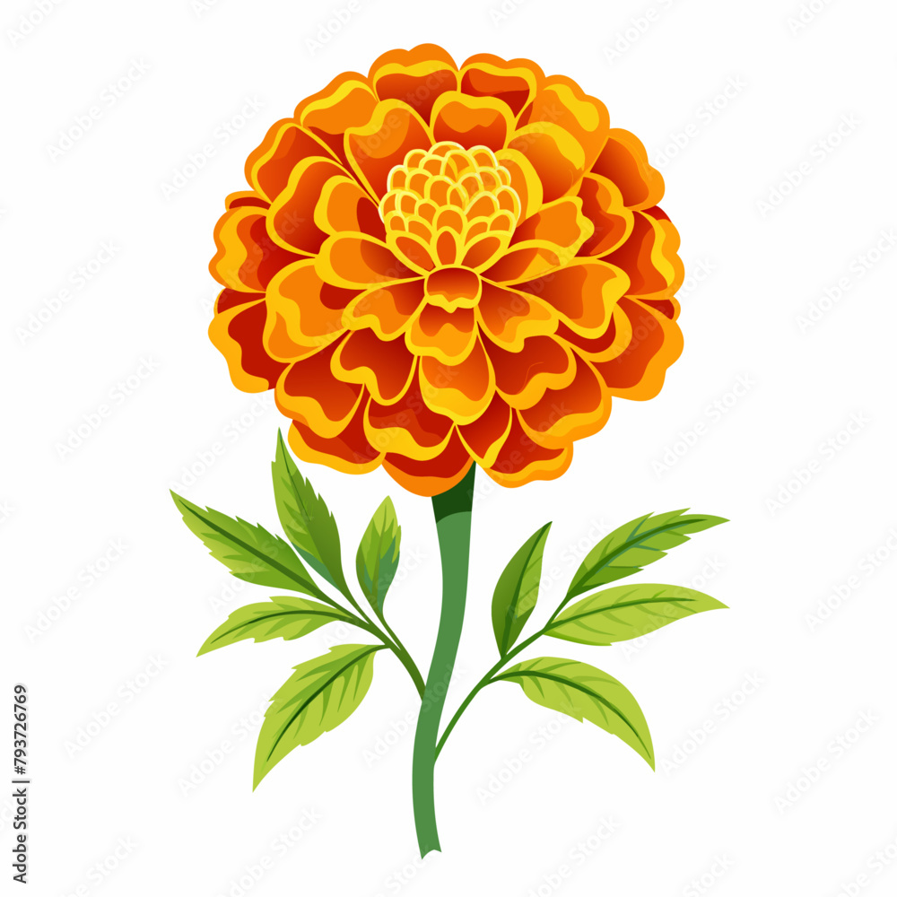 marigold flower vector art illustration (1)