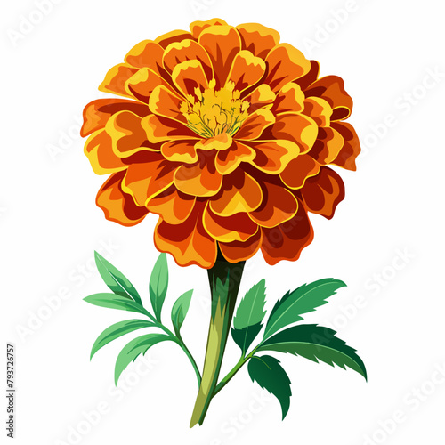 marigold flower vector art illustration (2)