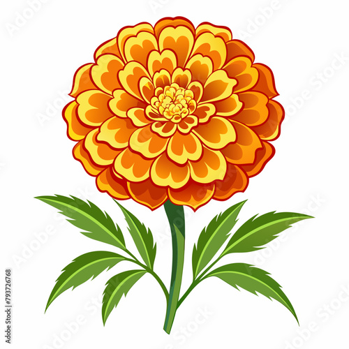 marigold flower vector art illustration (3)