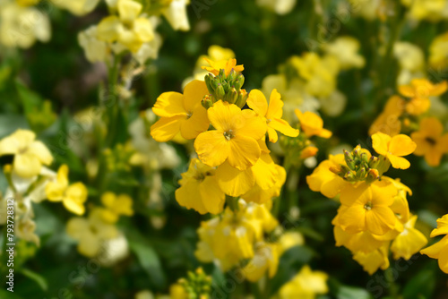 Yellow Wallflower Primerose Dame flowers