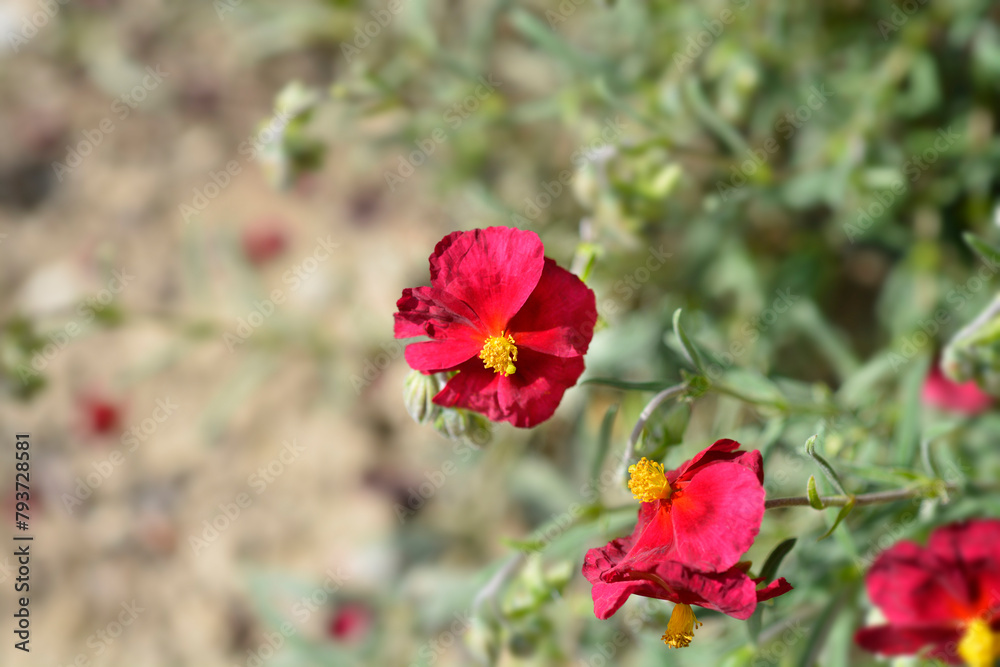 Rockrose Red Orient flowers