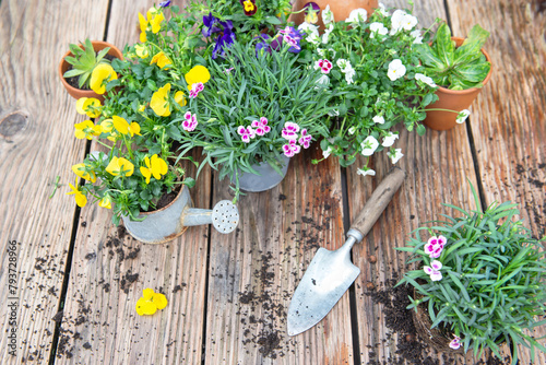 carnation flowers in flowerpot and colorful viola with  shovel and dirt on a ...