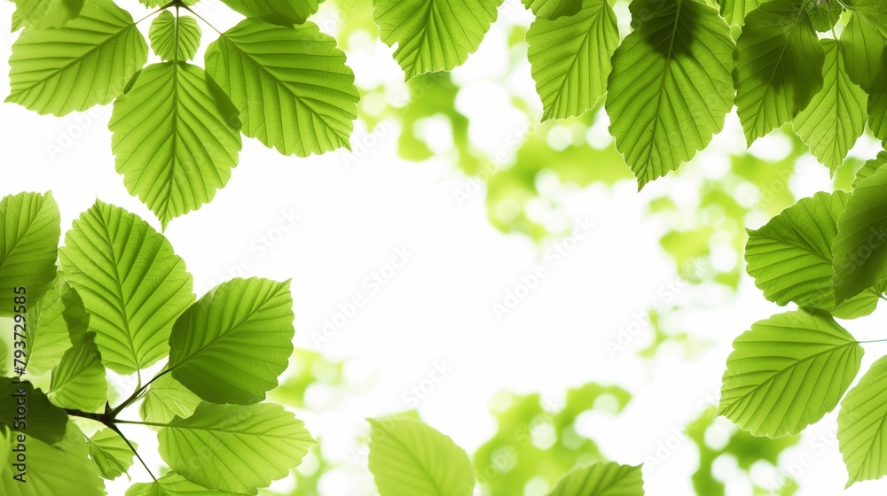 Photo of Design backgrounds inspired by the environment Leaves