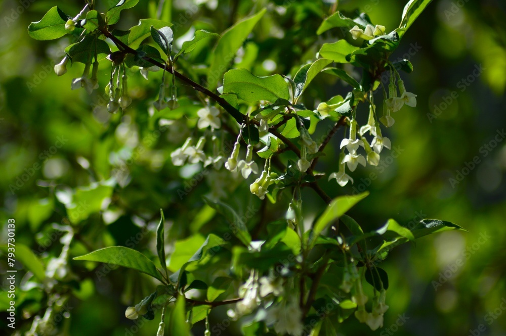 グミの花　茱萸　胡頽子