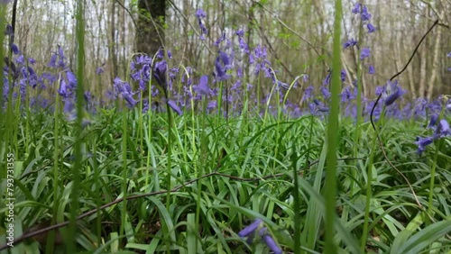 Close up Moving thorugh Bluebells in Forest photo