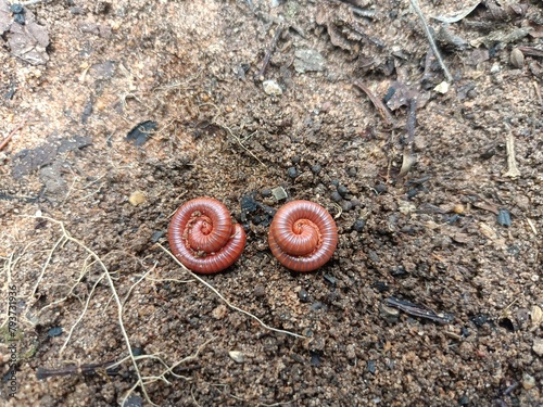 Millipedes are a group of arthropods that are characterised by having two pairs of jointed legs on most body segments, they are known scientifically as the class Diplopoda photo