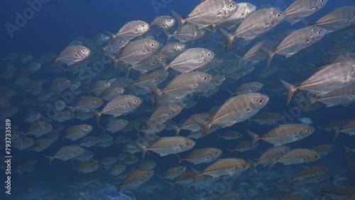 Big shoal, school of Caranx, jack fish, trevallies in clear water on a tropical coral reef around the islands of Tahiti, French Polynesia, South Pacific Ocean photo