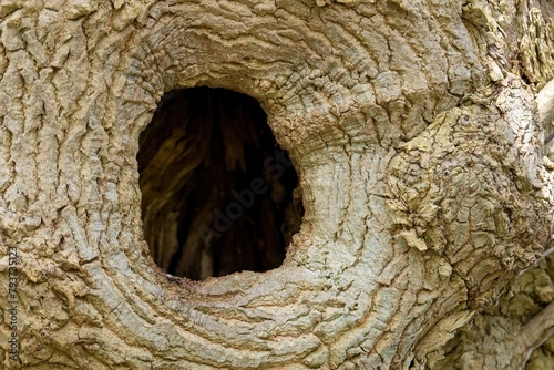 Large hollow in a tree. Ecology. Selective focus.
