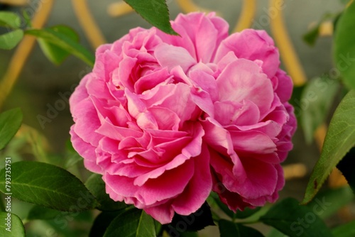 pink rose flower