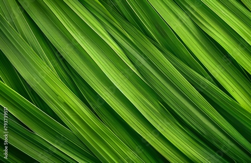green leaves background, nature, leaf © LeitnerR