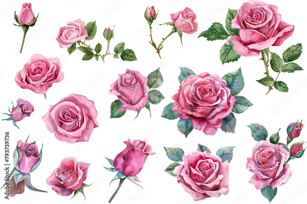 Fototapeta premium watercolor flowers rose vector