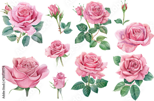 watercolor collection of pink roses with green leaves and pink leaves