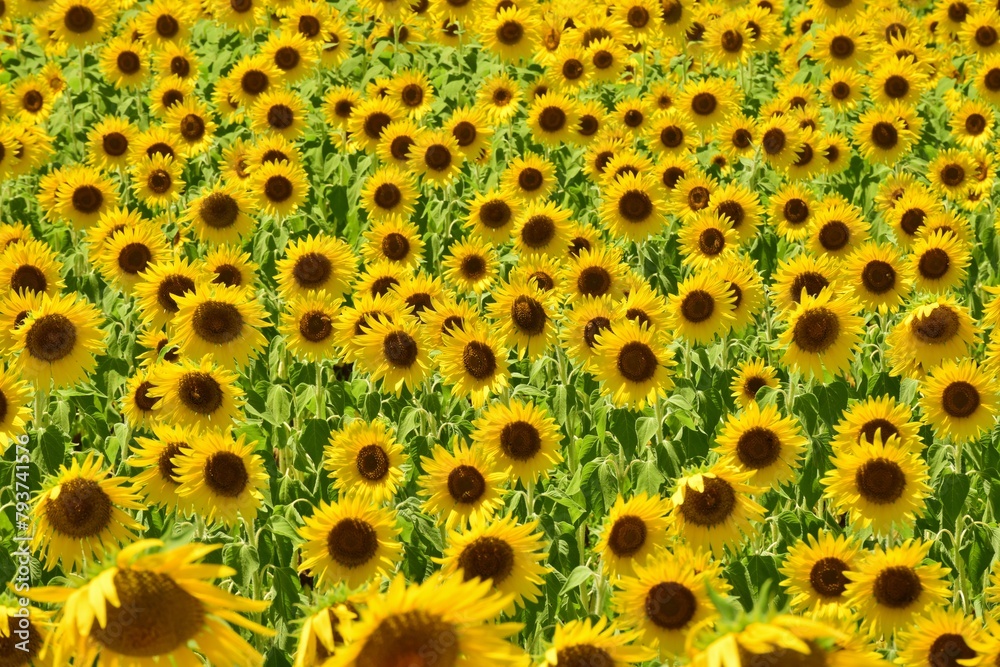 青空に映えるひまわり畑