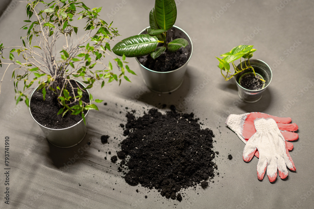 planting flowers in the office - universal flower soil