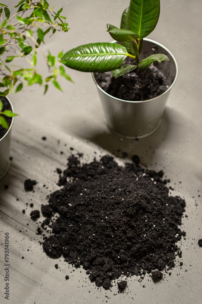 planting flowers in the office - universal flower soil