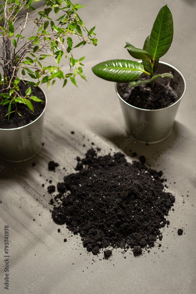 transplanting flowers in the office - choosing the type of soil for flowers