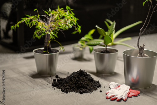 Obraz na płótnie transplanting flowers in the office - choosing the type of soil for flowers w salonie