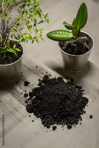Obraz na płótnie transplanting flowers in the office - choosing the type of soil for flowers w salonie