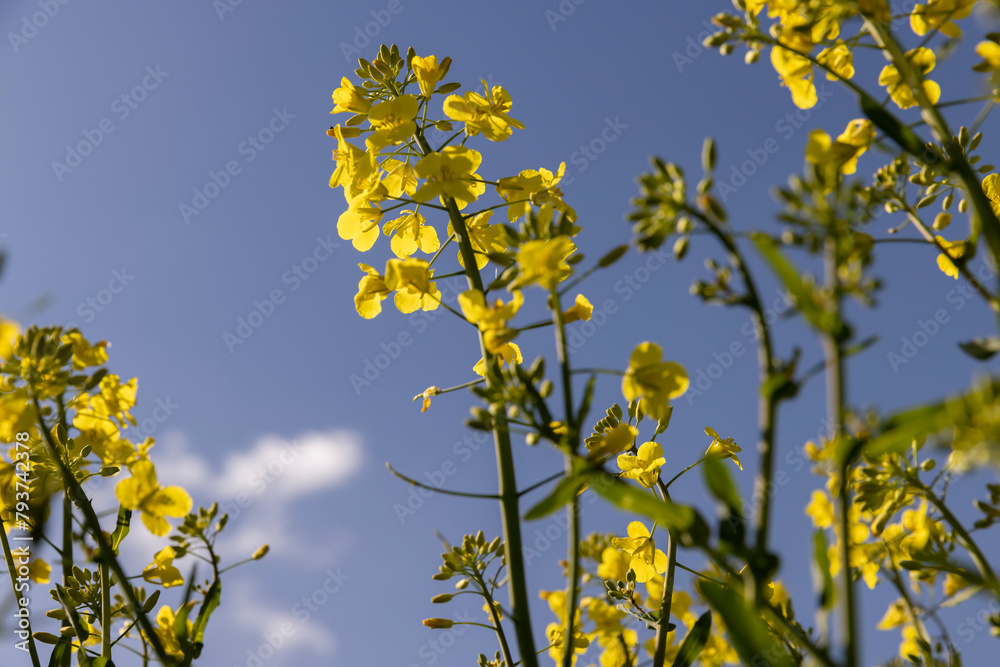 a monocultural field with flowering rapeseed in agriculture a monocultural field with flowering rapeseed in agriculture