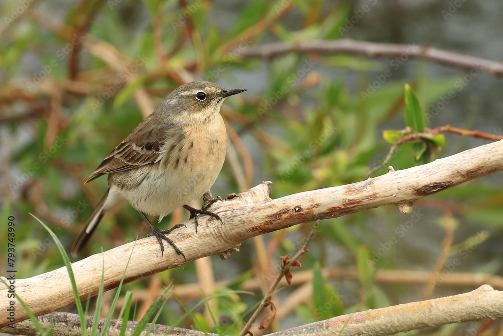 Water pipit, Anthus spinoletta on the branch Water pipit, Anthus spinoletta on the branch
