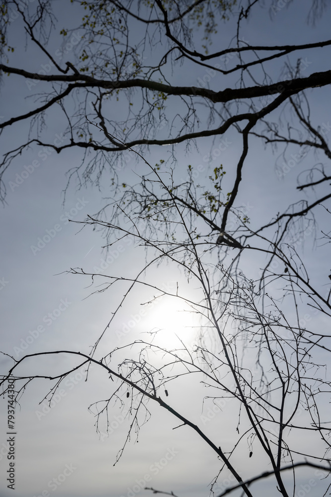 cloudy weather and birch trees with young foliage cloudy weather and birch trees with young foliage
