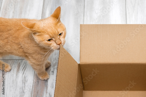 red cat sniffs an empty cardboard box.