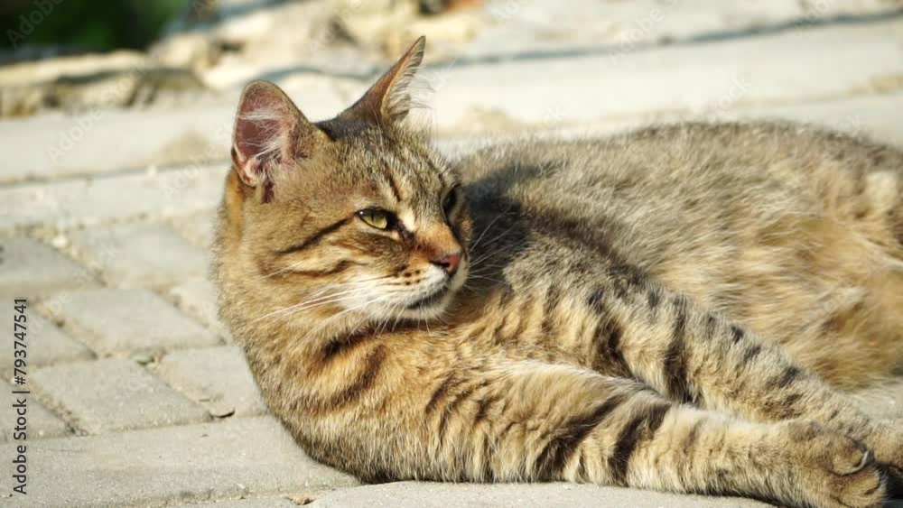 A cute happy grey tabby kitten lies and rests on the floor of the park ...