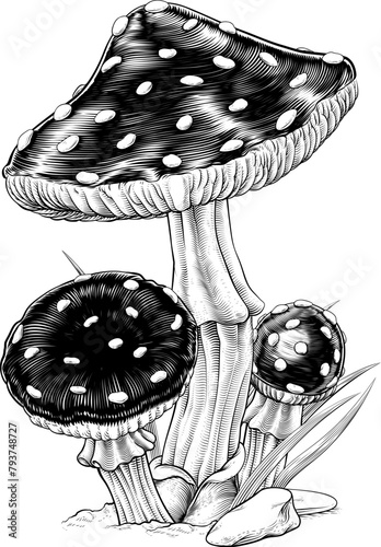 Mushrooms toadstools origin...