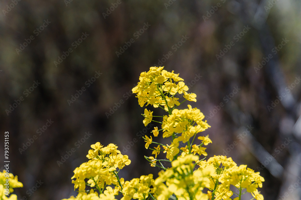 Rapeseed flowers blooming in the countryside of Tohoku, Japan Rapeseed flowers blooming in the countryside of Tohoku, Japan