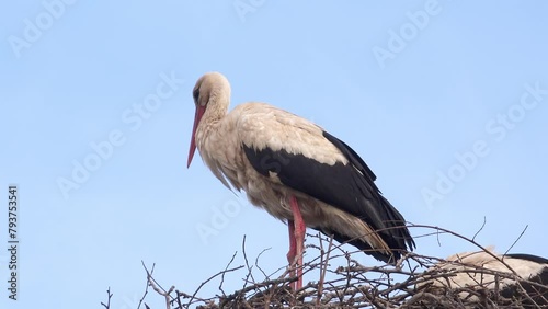 Male white stork (Ciconia ciconia) in nest on top of electricity pylon