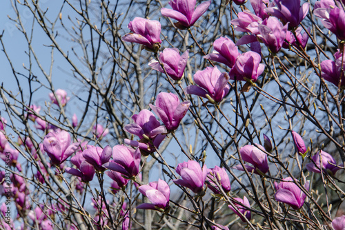 Magnolia buds blooming in the countryside of Tohoku, Japan