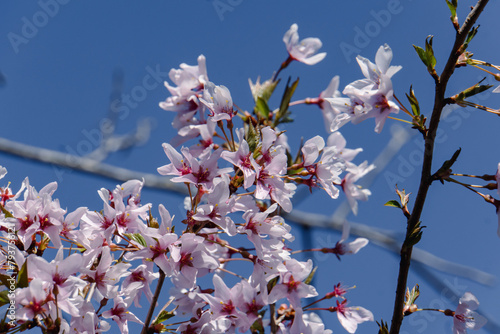 Close-up of Japanese cherry blossoms