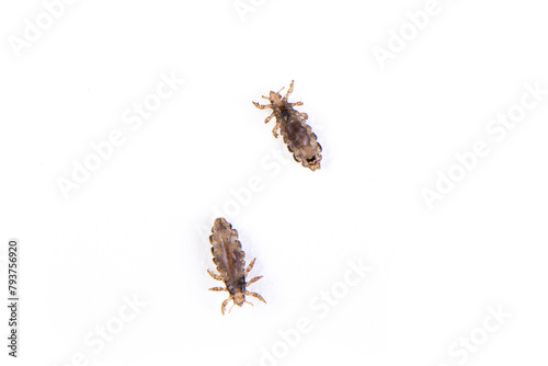 The head louse (Pediculus humanus capitis) isolated on white background