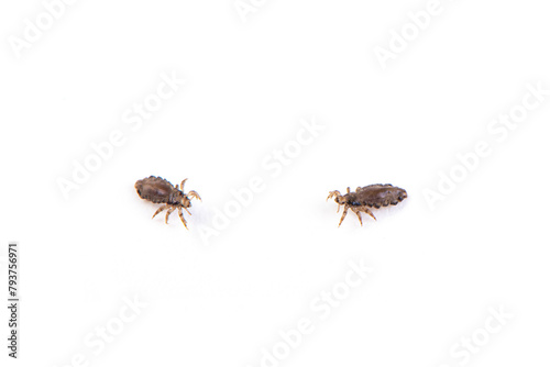 The head louse (Pediculus humanus capitis) isolated on white background © zhikun sun