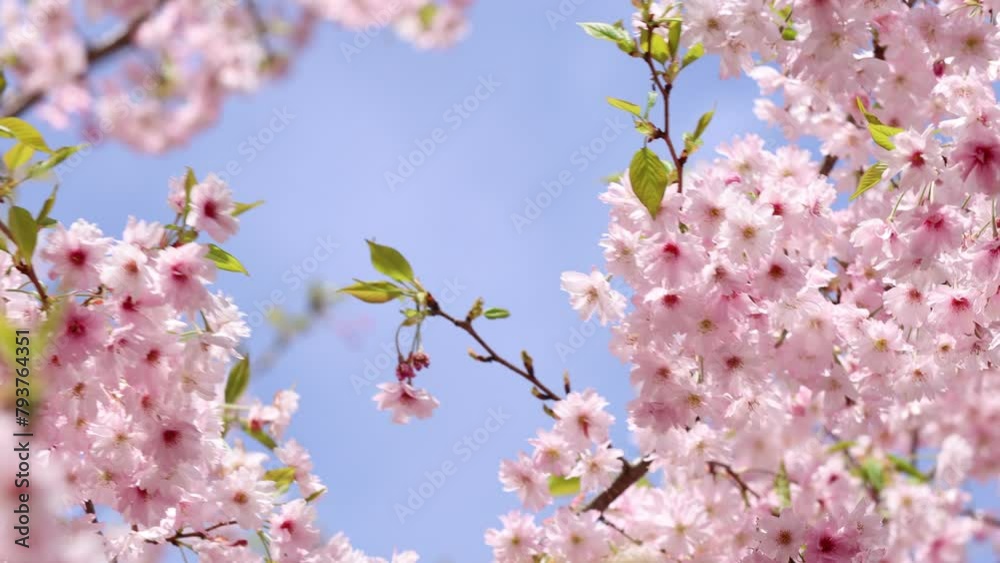 八重咲きのピンクの桜のフィックス撮影 青空背景 八重咲きのピンクの桜のフィックス撮影 青空背景