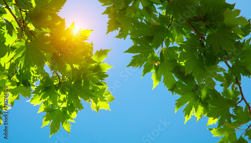 Beautiful green Leaves and blue sky with sun © Alexander Ozerov