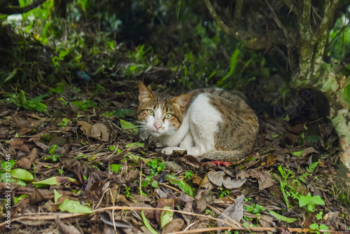 Canvas Print wild cat on the hill
