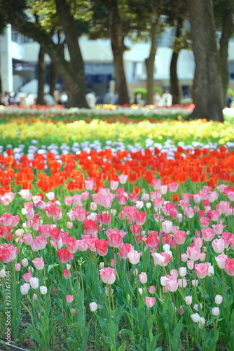 日本の春、横浜公園のチューリップの花 photo