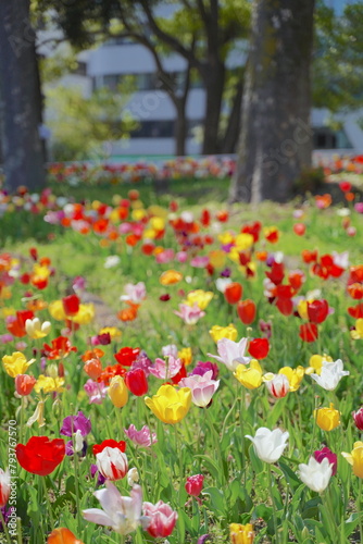 日本の春、横浜公園のチューリップの花 photo