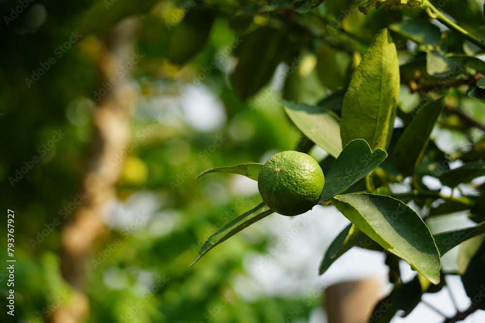 lime or lemon fruit on tree lime or lemon fruit on tree