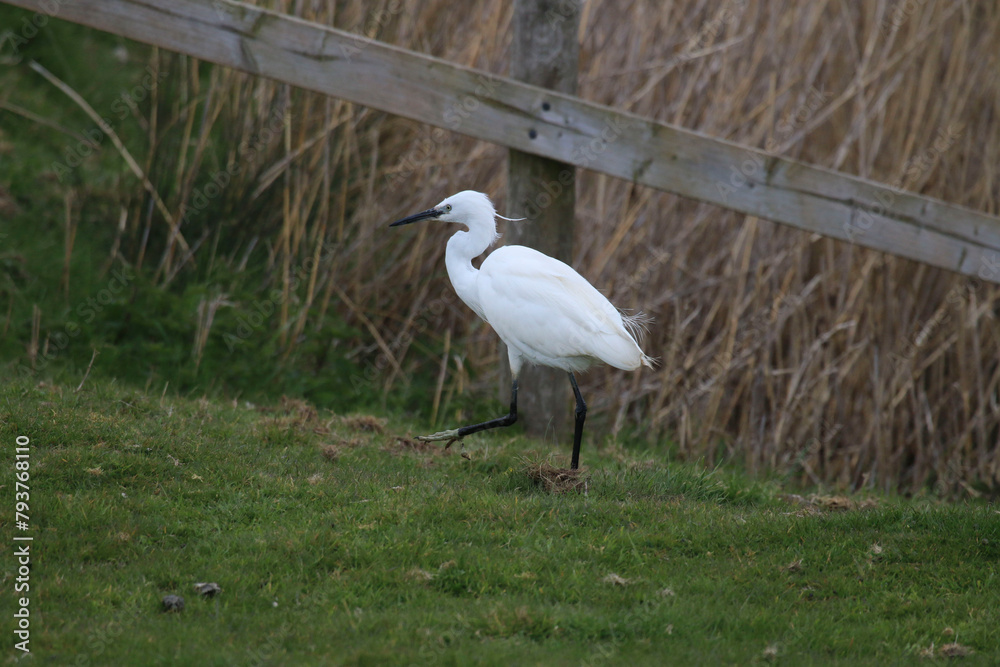 Fototapeta premium Egret on the ground