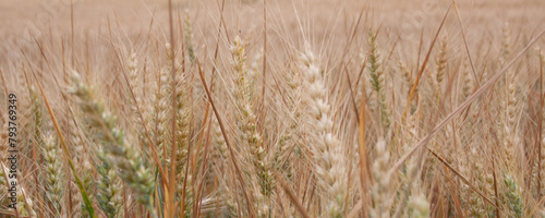 Agriculture en charente