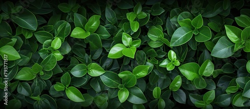A lush green foliage close-up photo