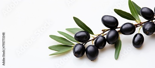 Close-up branch olives leaves white background photo