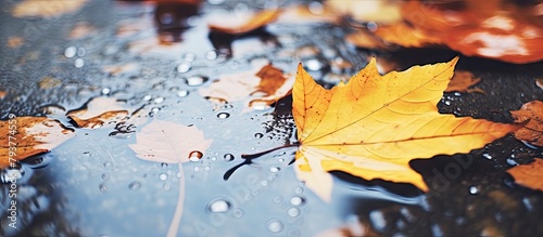 Leaf on Damp Surface