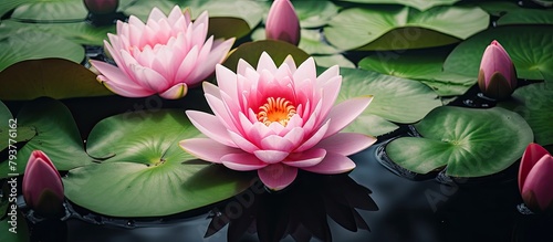 Two pink lotuses float in water