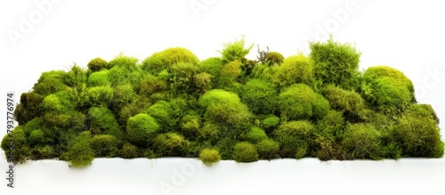 Pile of green moss on white surface