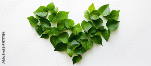 Heart plant with green leaves on white