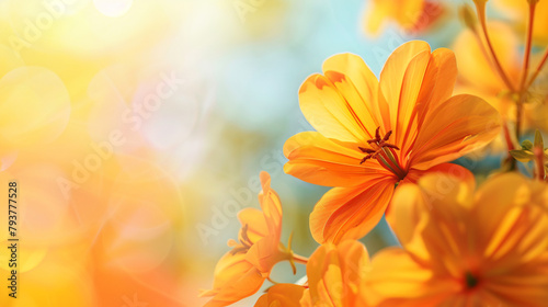 Closeup of beautiful nature orange and yellow flower 